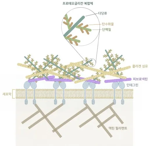 프로테오글리칸 복합체 모습